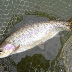 大安トラウトレイク 釣果